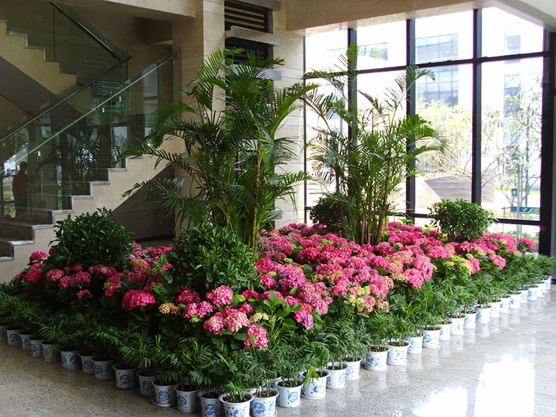 酒店大堂怎么擺放綠植盆栽？綠植租賃時(shí)怎么組景？