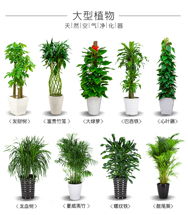 花卉綠植租賃養(yǎng)護怎么收費