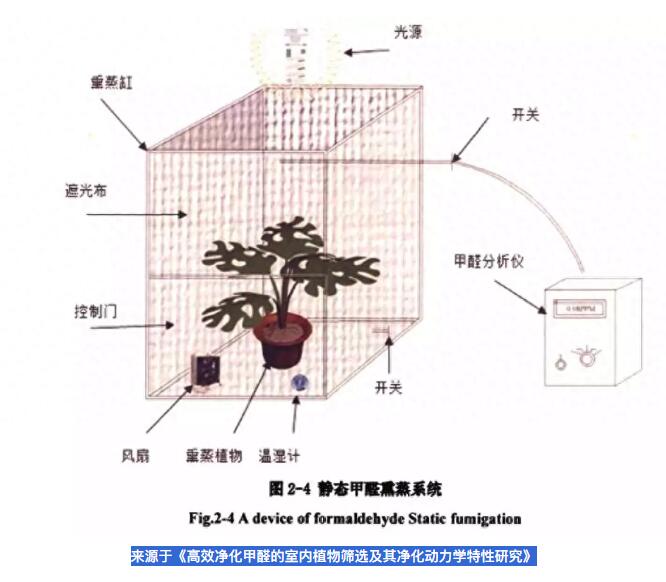 公司用綠蘿除甲醛，到底靠不靠譜？